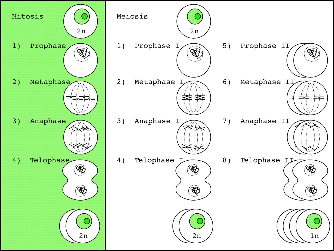 Mitosis Cell Division Stages