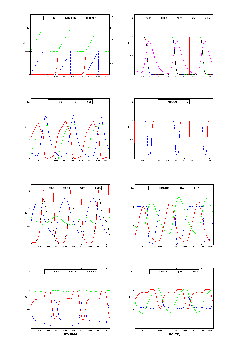 Modeling The Cell Division Cycle