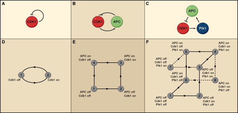 Modeling The Cell Division Cycle