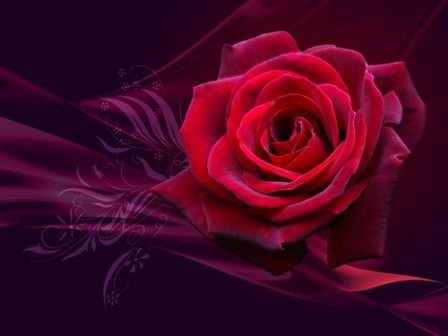 Most Beautiful Wallpapers Of Roses