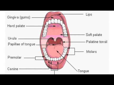 Mouth Cancer Symptoms And Signs Pictures