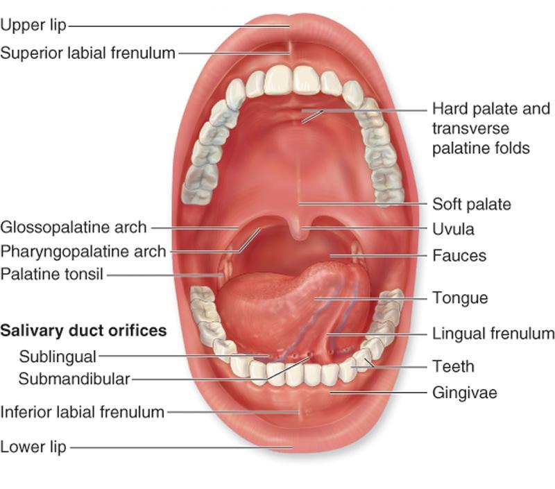 Mouth Cancer Symptoms Pictures