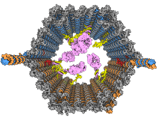 Nanorobots In Cancer Treatment