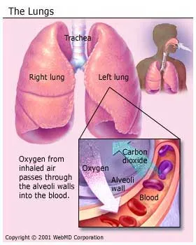 Non Small Cell Lung Cancer Signs And Symptoms