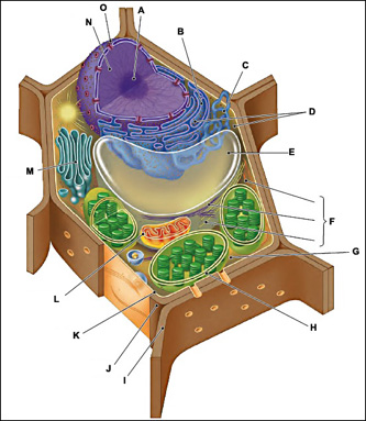 Plant And Animal Cells Diagram Worksheet