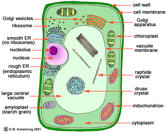 Plant And Animal Cells Diagram Worksheet