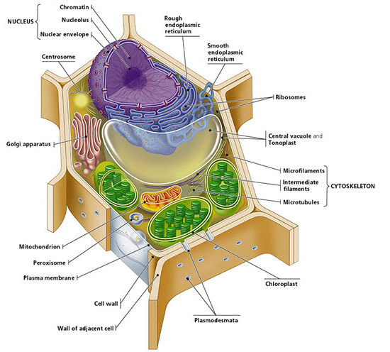 Plant And Animal Cells Diagrams