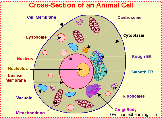 Plant And Animal Cells For Kids Activities