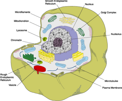 Plant And Animal Cells For Kids Video