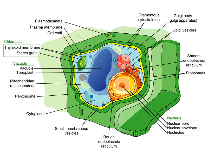 Plant And Animal Cells For Kids Video