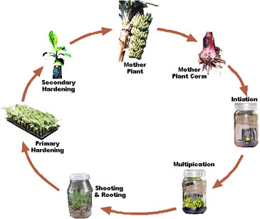 Plant Cells And Tissues