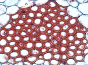 Plant Cells And Tissues