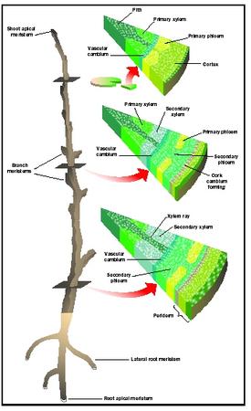 Plant Cells And Tissues