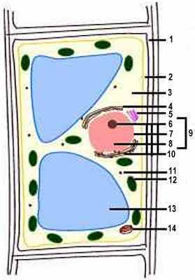 Plant Cells Diagram