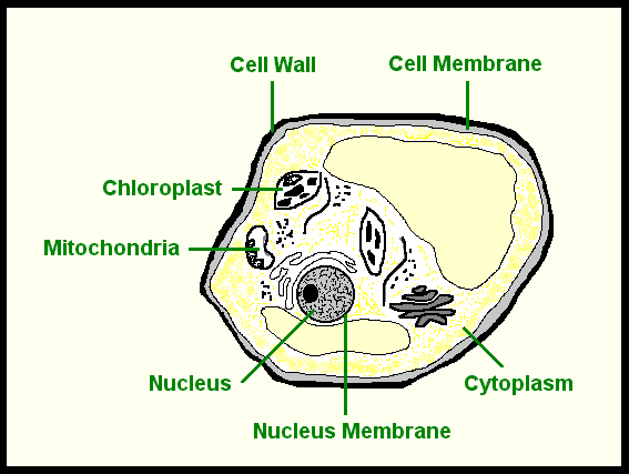 Plant Cells For Kids