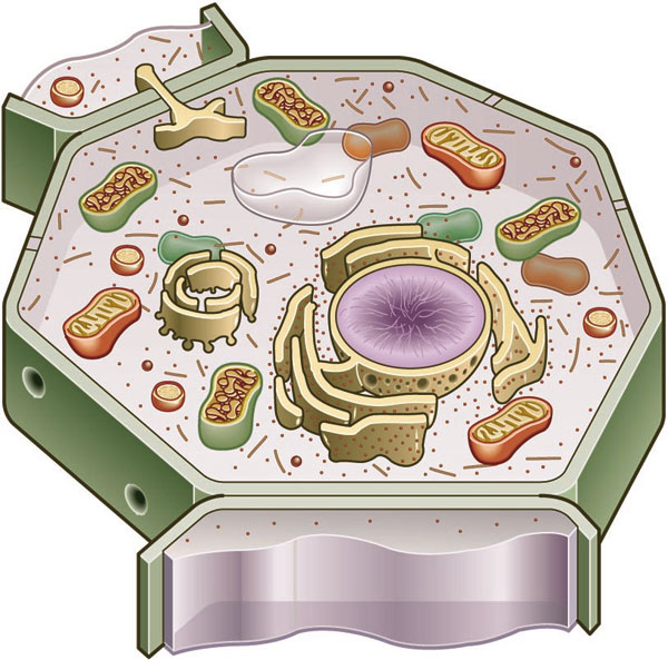 Plant Cells For Kids Science