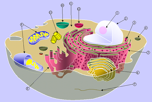 Plant Cells Organelles And Their Functions