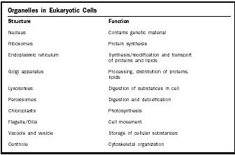 Plant Cells Organelles Functions