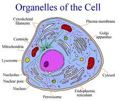 Plant Cells Organelles Functions