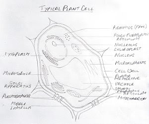 Plant Cells Organelles Functions