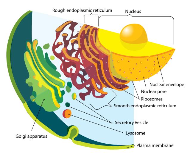 Plant Cells Organelles List