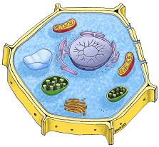 Plant Cells Organelles List