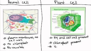 Plant Cells Video