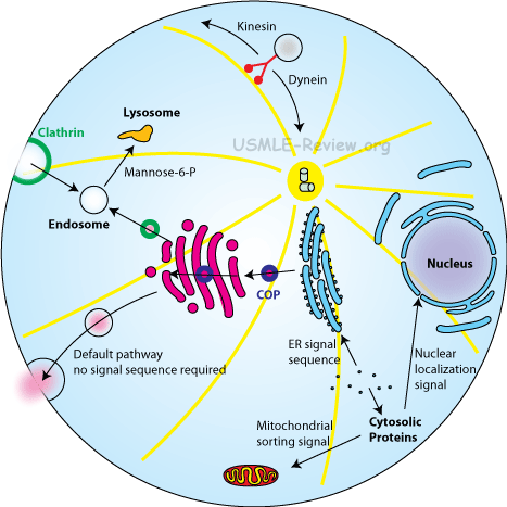 Prokaryotic And Eukaryotic Cells Organelles