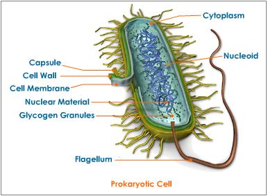 Prokaryotic And Eukaryotic Cells Organelles