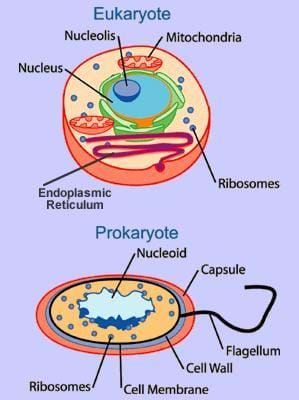 Prokaryotic Cells Diagram Labeled