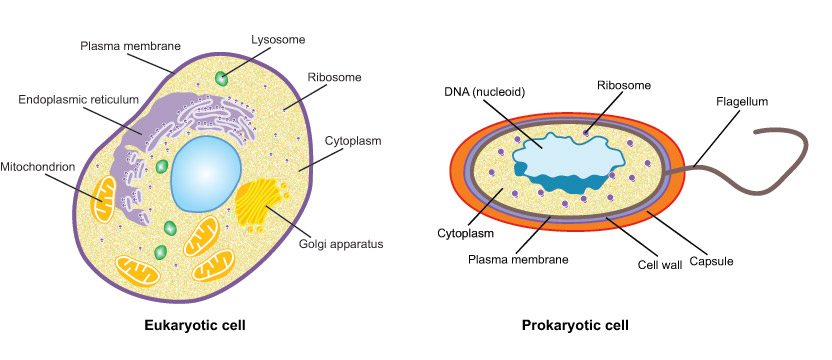 Prokaryotic Cells Diagram Labeled