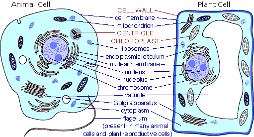 Prokaryotic Vs. Eukaryotic Cells Organelles