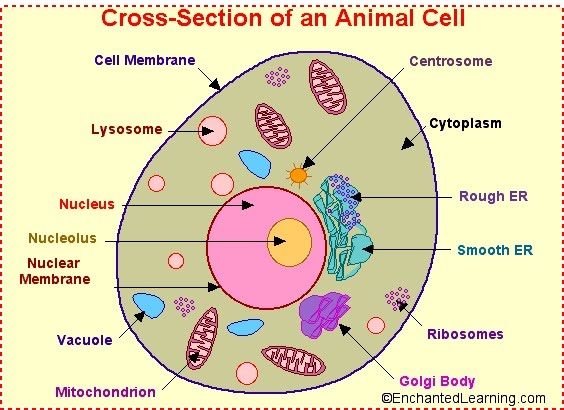 Prokaryotic Vs. Eukaryotic Cells Organelles