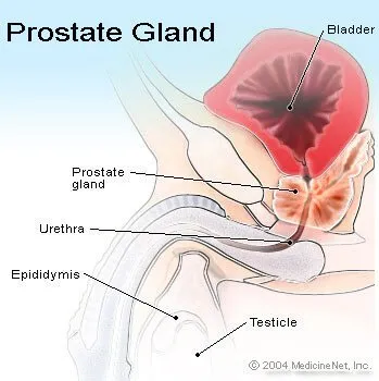 Prostate Cancer Symptoms Men