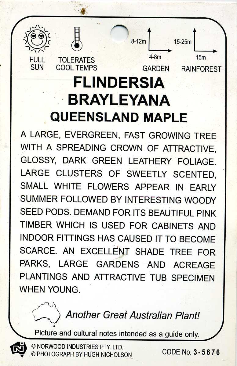 Queensland Maple