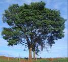 Queensland Maple Tree