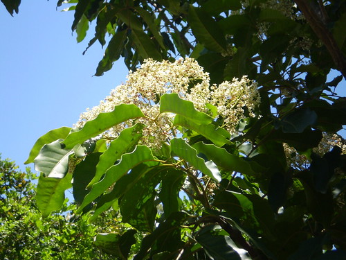 Queensland Maple Tree