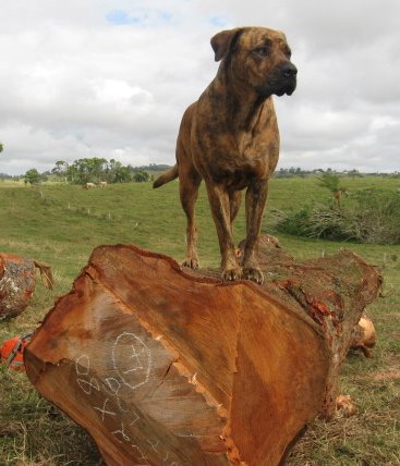 Queensland Maple Wood