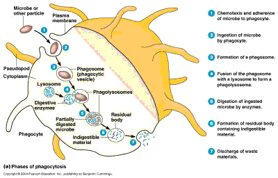 Red And White Blood Cells Diagram