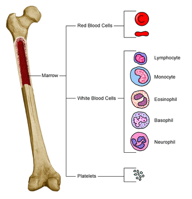 Red And White Blood Cells Diagram