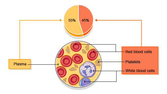 Red And White Blood Cells Diagram