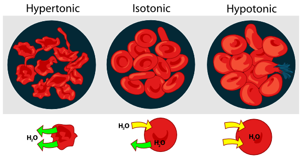 Red And White Blood Cells Diagram