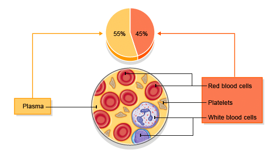 Red Blood Cells Diagram