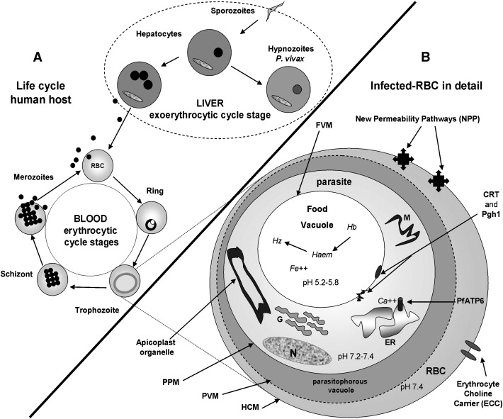 Red Blood Cells Diagram Labelled