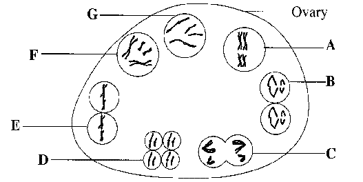 Red Blood Cells Diagram Labelled