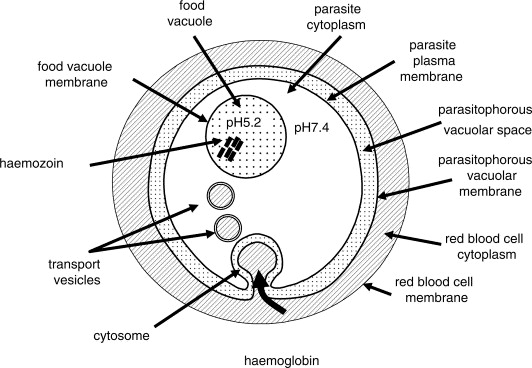 Red Blood Cells Diagram Labelled