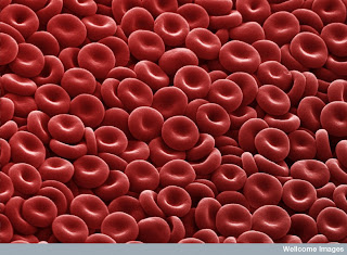 Red Blood Cells Diagram Labelled For Kids