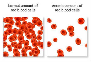 Red Blood Cells For Kids