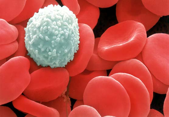 Red Blood Cells Images