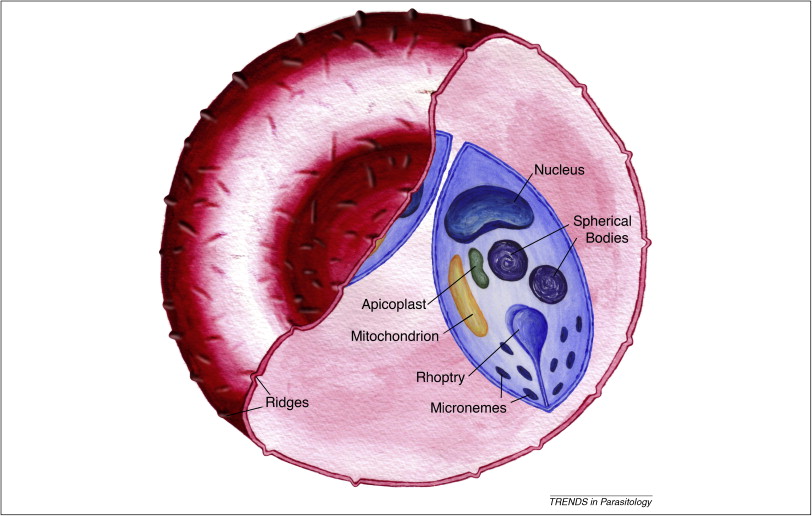 Red Blood Cells Organelles